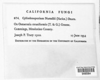 Cylindrosporium nuttallii image
